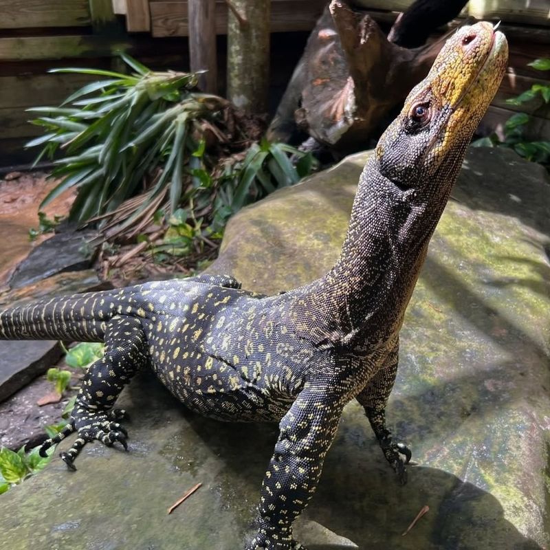 Crocodile Monitor