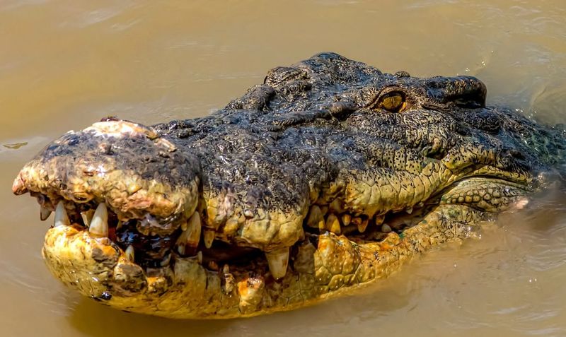 Crocodile Myths and Legends