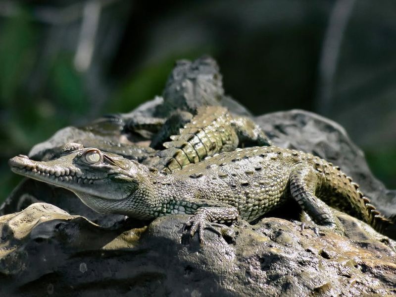 Crocodile Parenting