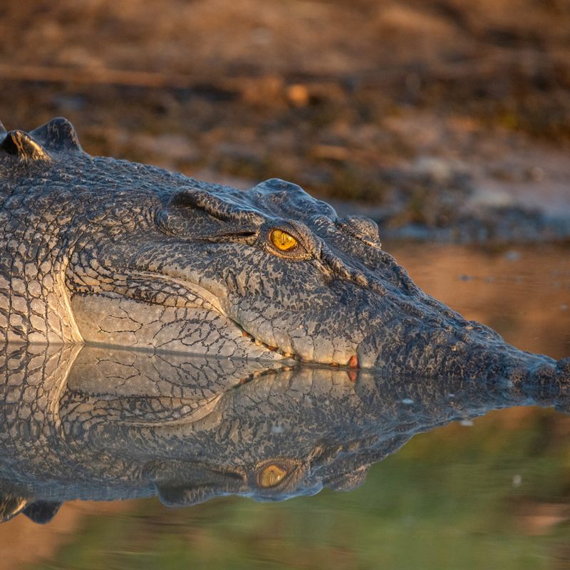 Crocodile Skin and Human Use