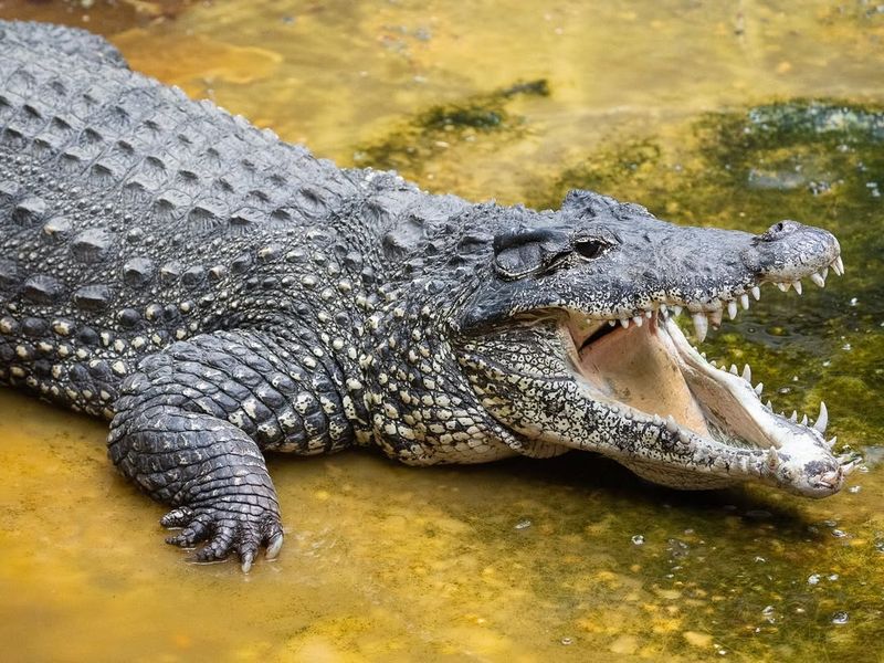 Crocodile Species Diversity