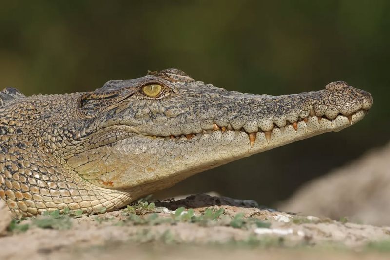 Crocodile Threats and Challenges