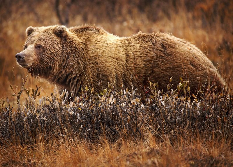 Grizzly Bear