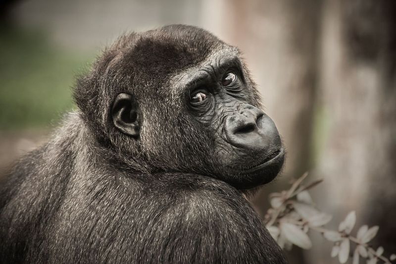 Cross River Gorilla