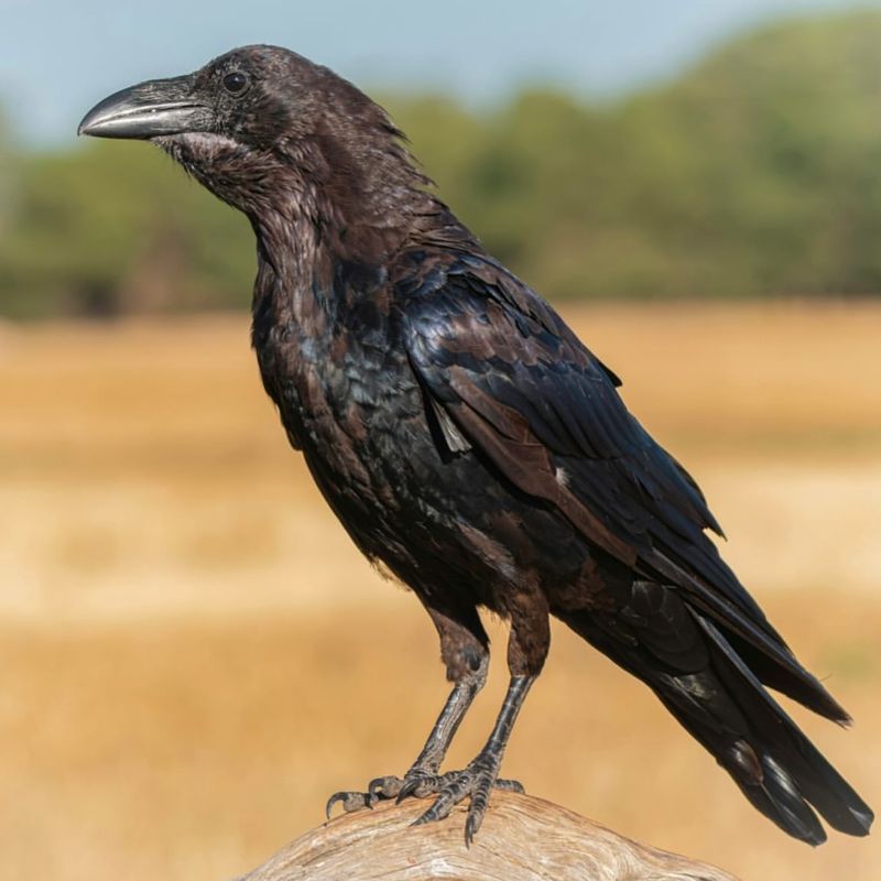 Crow