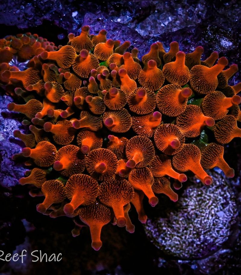 Fire Coral