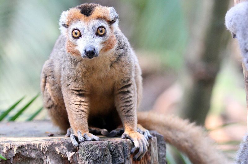 Crowned Lemur