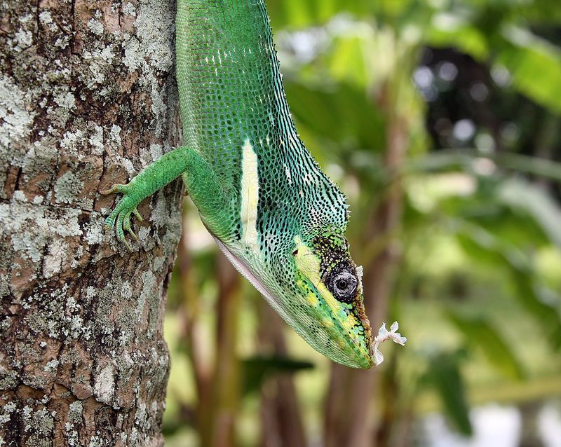 Cuban Knight Anole