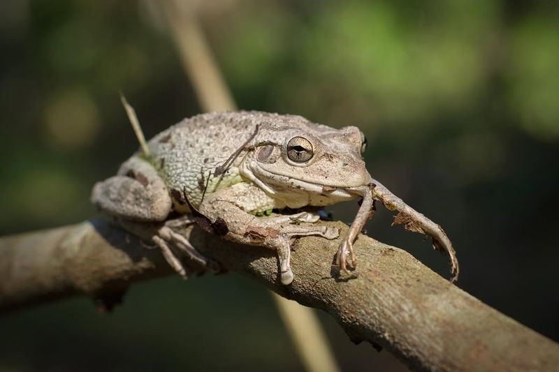 Cuban Tree Frog