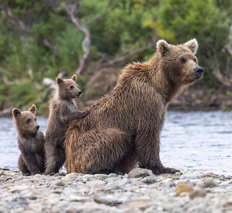 Cubs and Motherhood