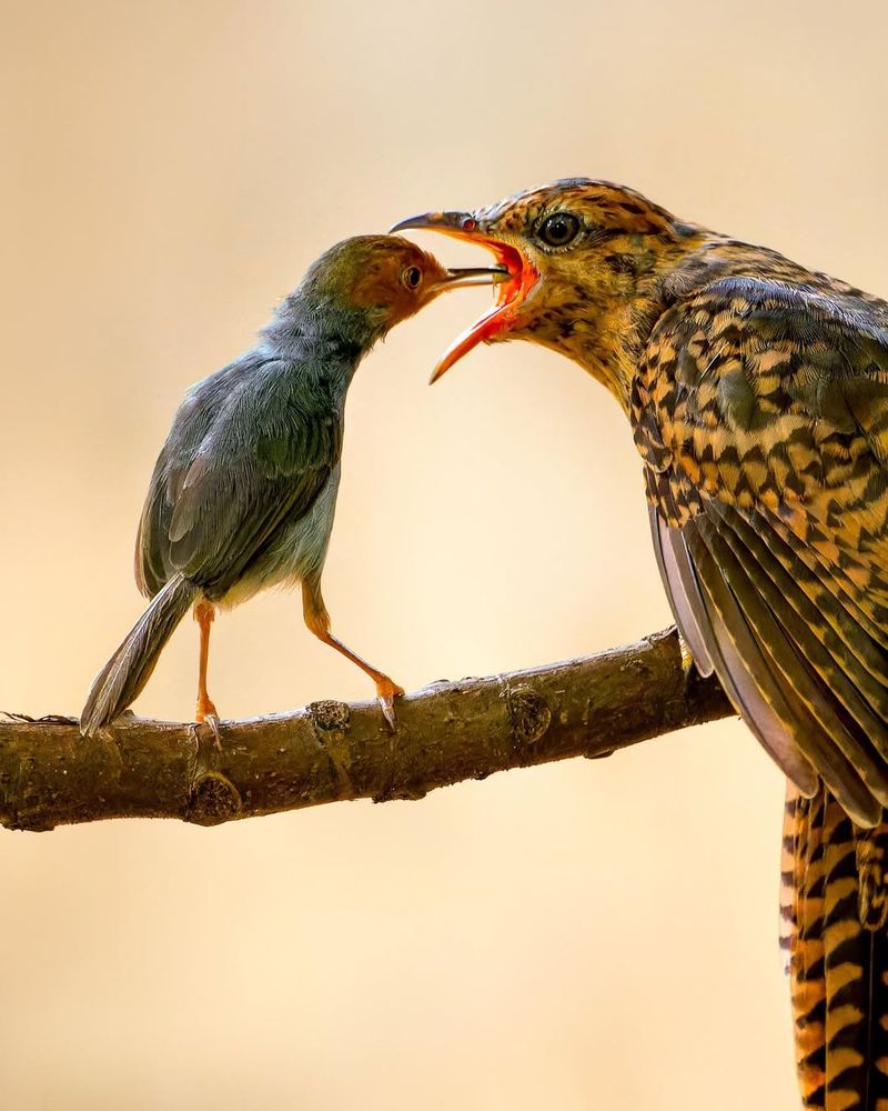 Cuckoo Bird