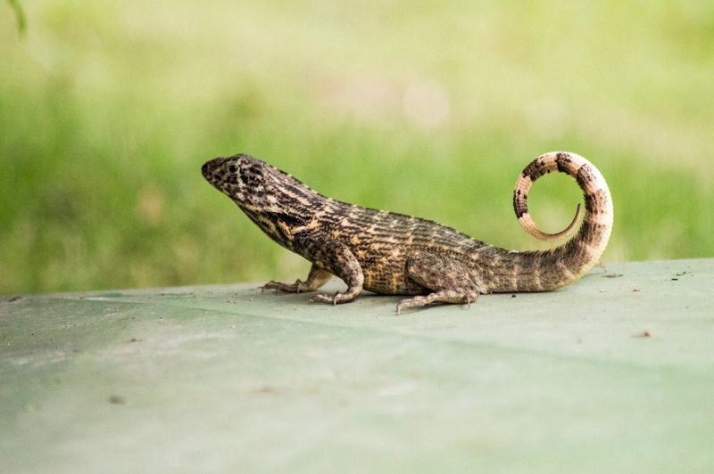 Curly-tailed Lizard