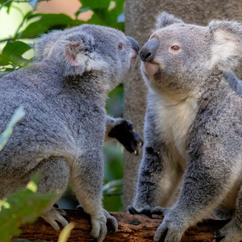 Currumbin Wildlife Sanctuary, Australia