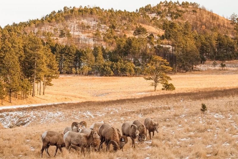 Custer State Park, South Dakota