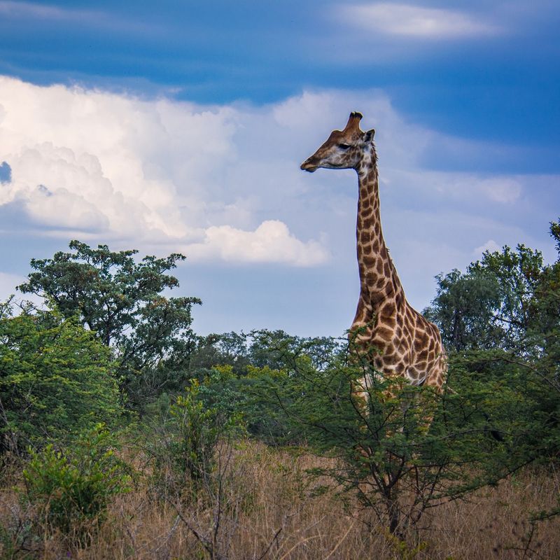 Giraffe – Height