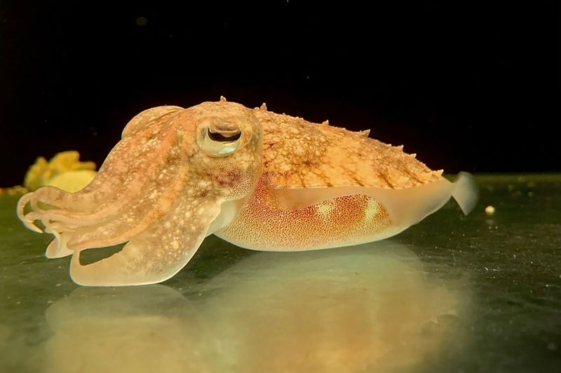 Cuttlefish