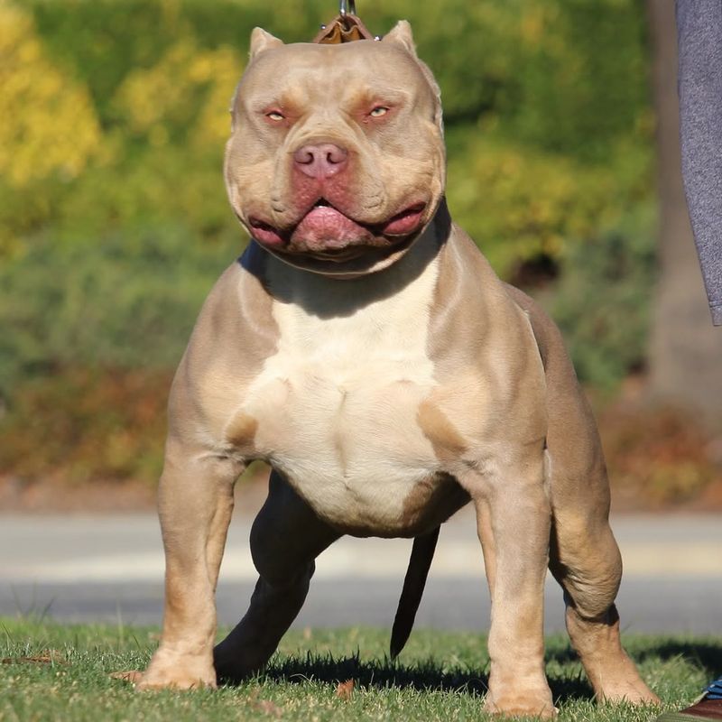 American Bully