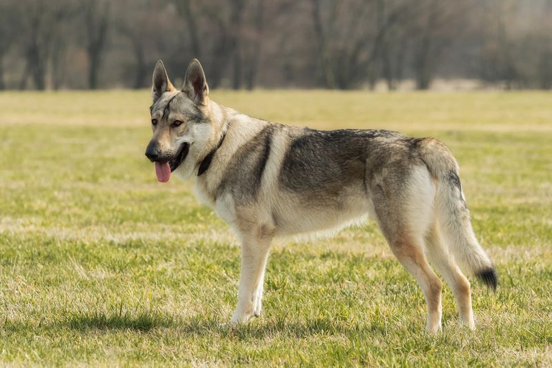 Czechoslovakian Wolfdog