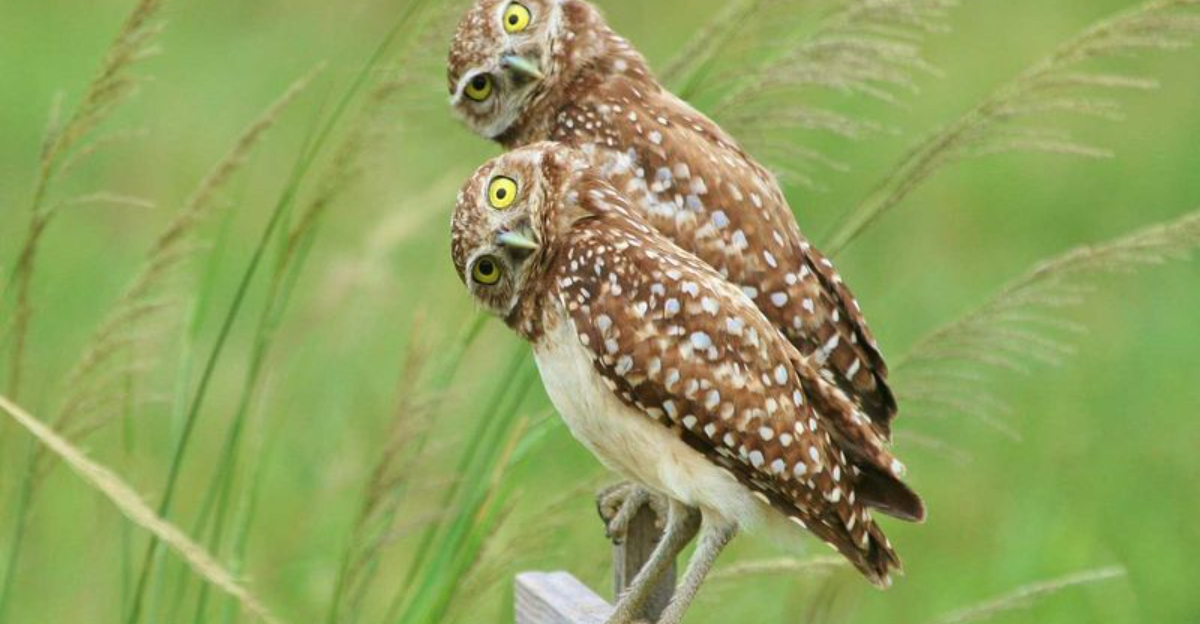 Why And How Do Owls Turn Their Heads 360 Degrees? 6 Fascinating Answers