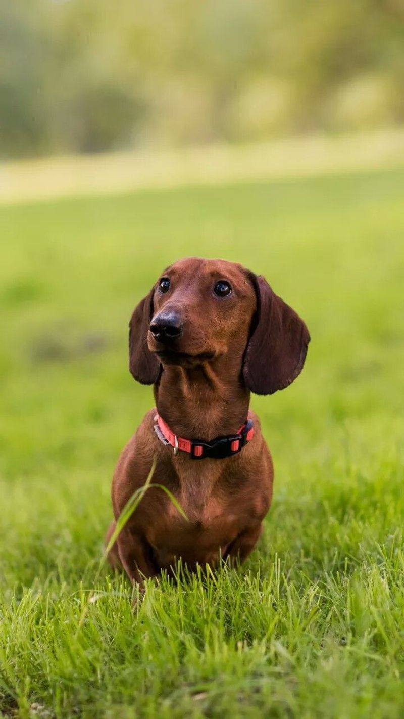 Dachshund