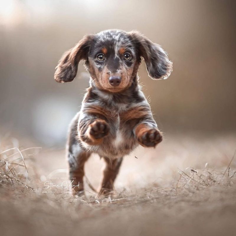 Dachshund