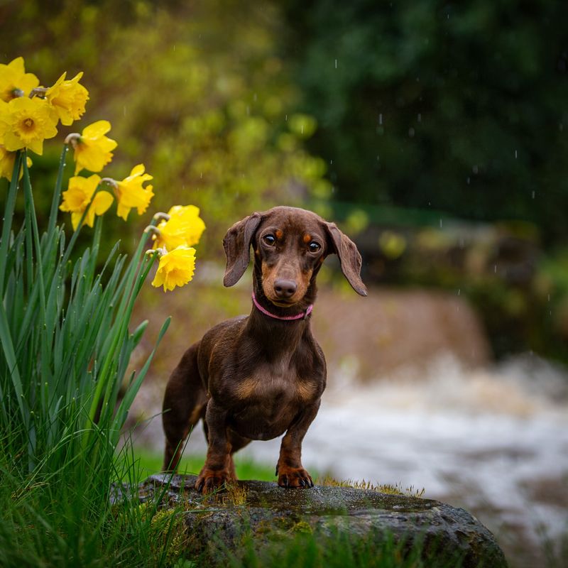 Dachshund