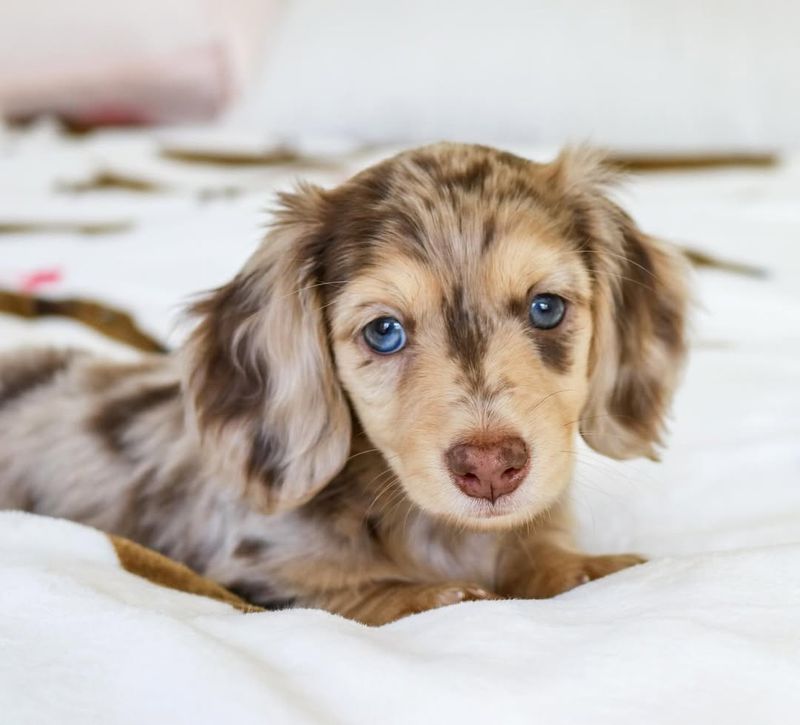 Dachshund