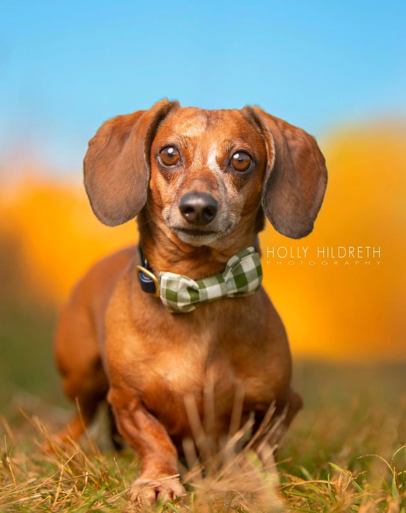 Dachshund