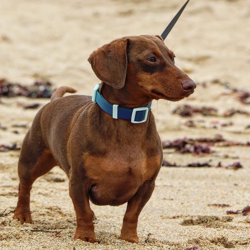 Dachshund