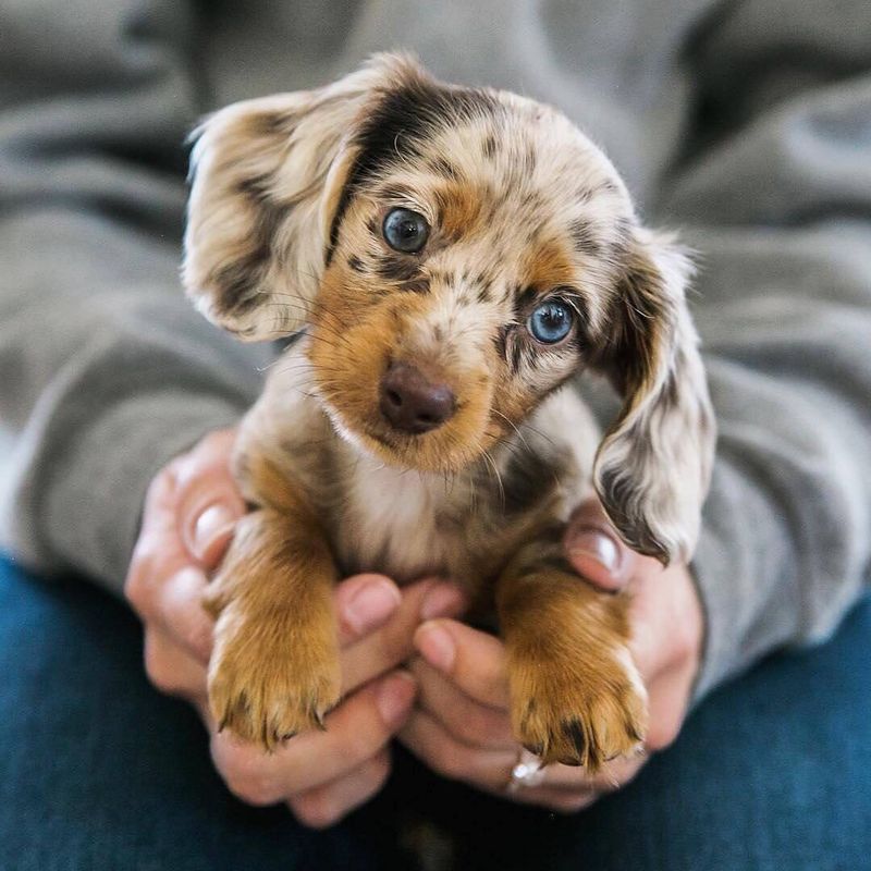 Dachshund