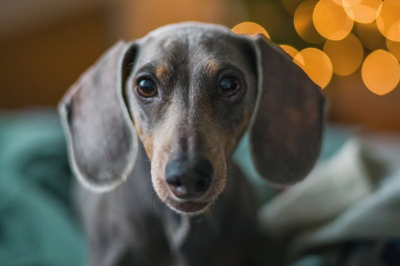 Dachshund