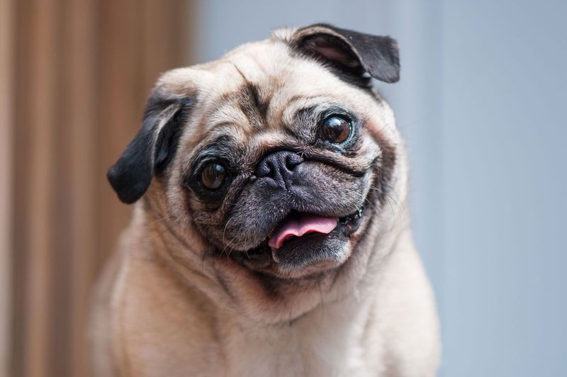 Pug