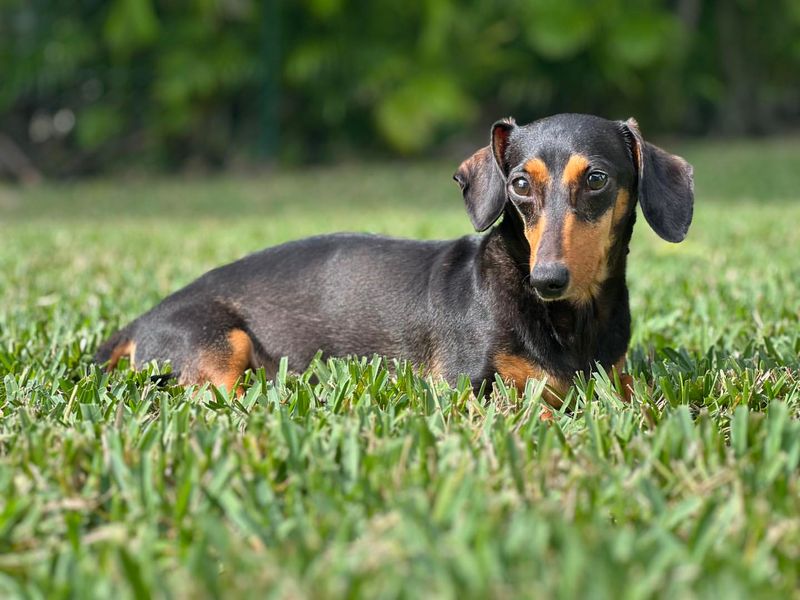 Dachshund