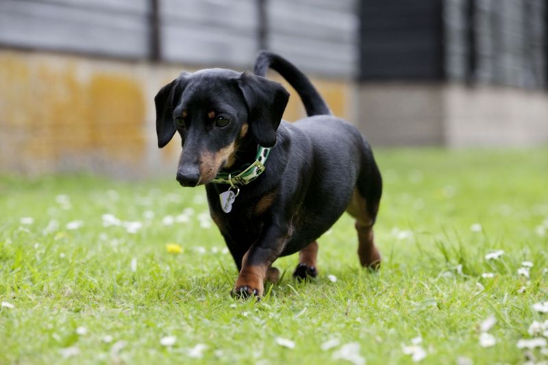 Dachshund