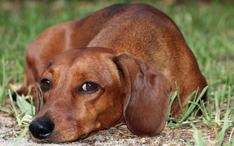 Dachshund - Intervertebral Disc Disease (IVDD)