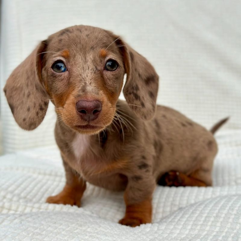 Dachshund Puppy