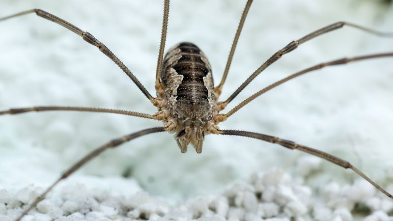 Daddy Longlegs Are the Most Venomous Spiders