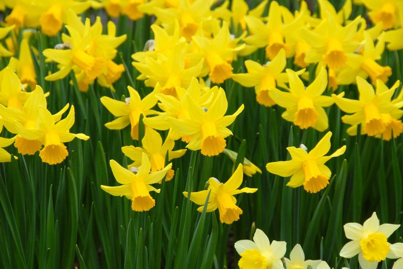 Daffodils