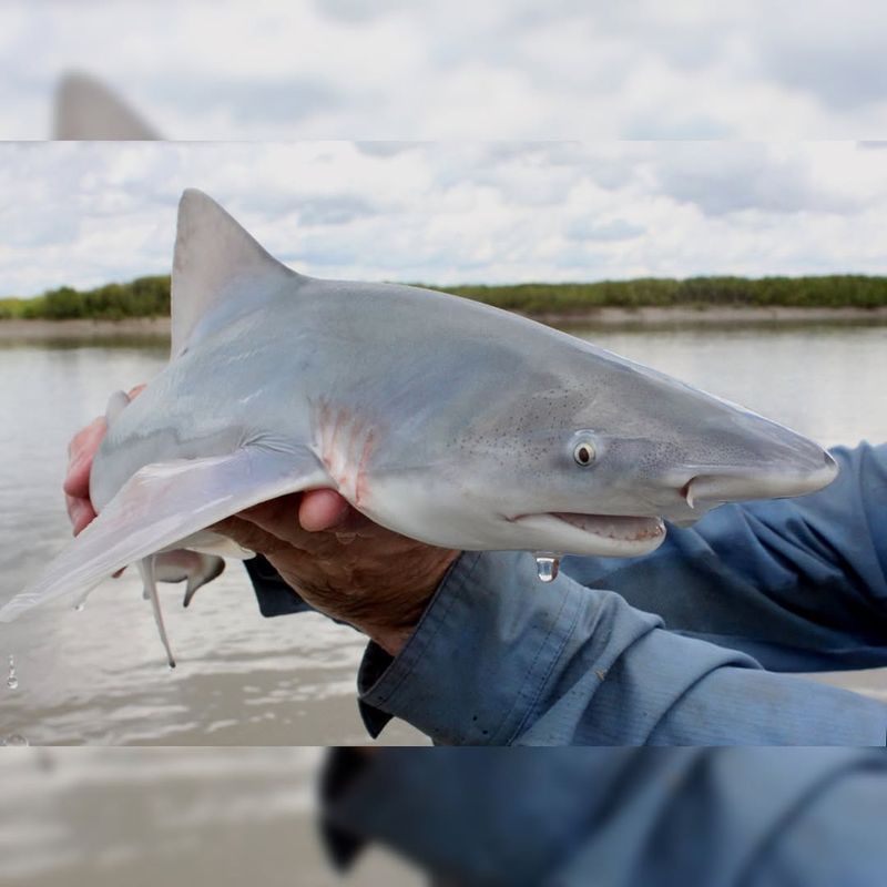 Daggernose Shark