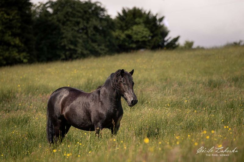 Dales Pony