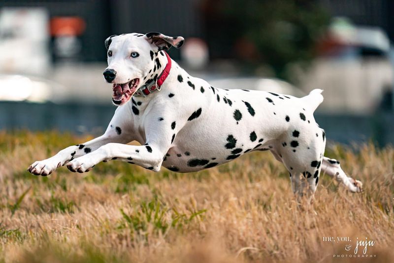 Dalmatian