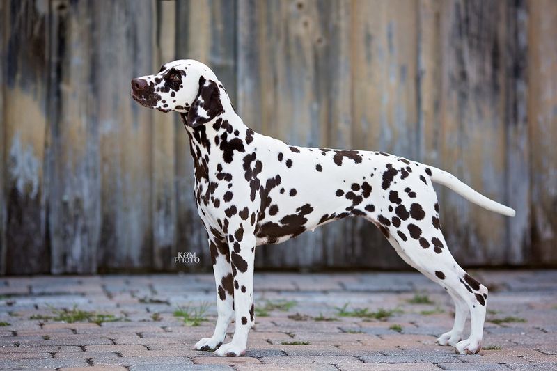 Dalmatian