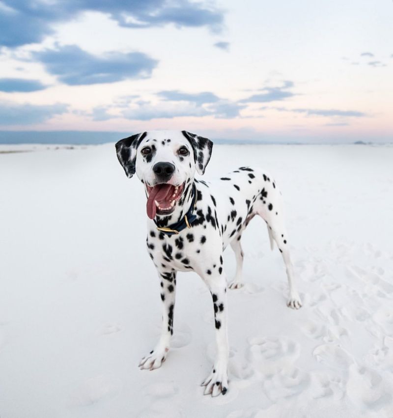 Dalmatian