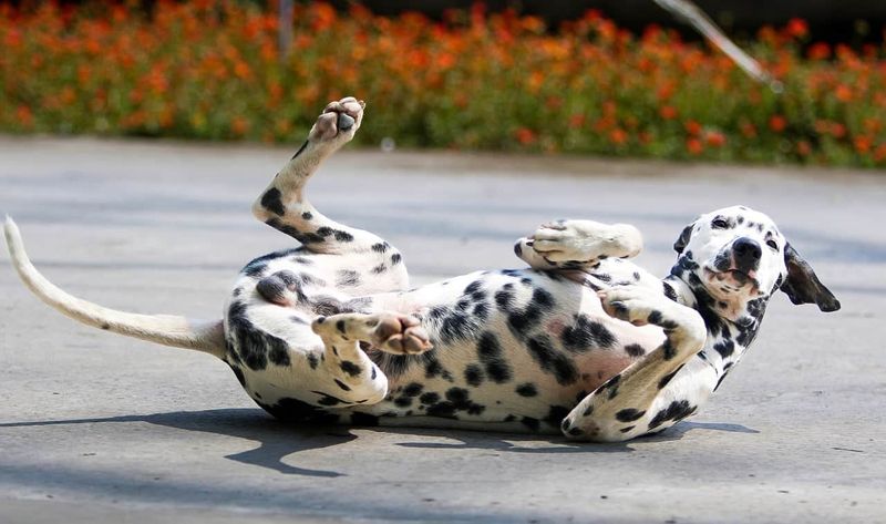 Dalmatian