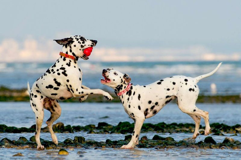 Dalmatian