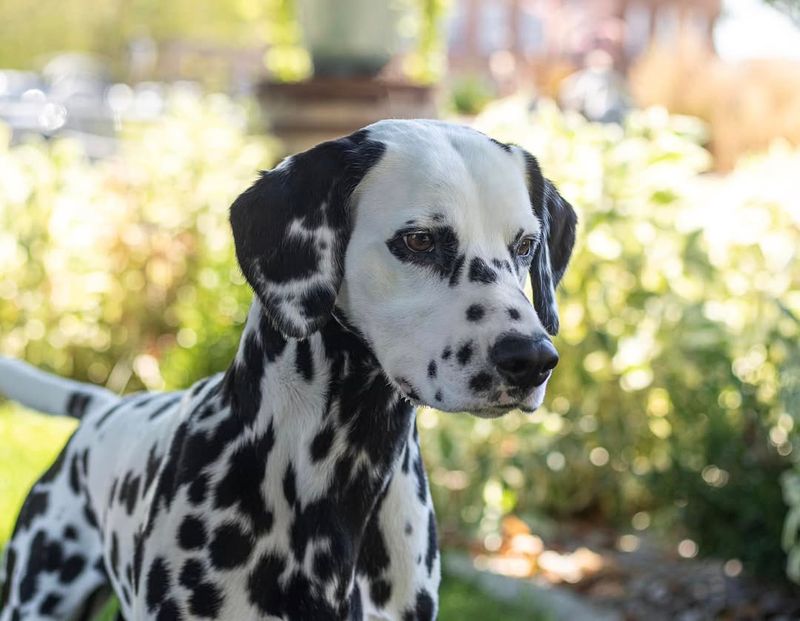 Dalmatian