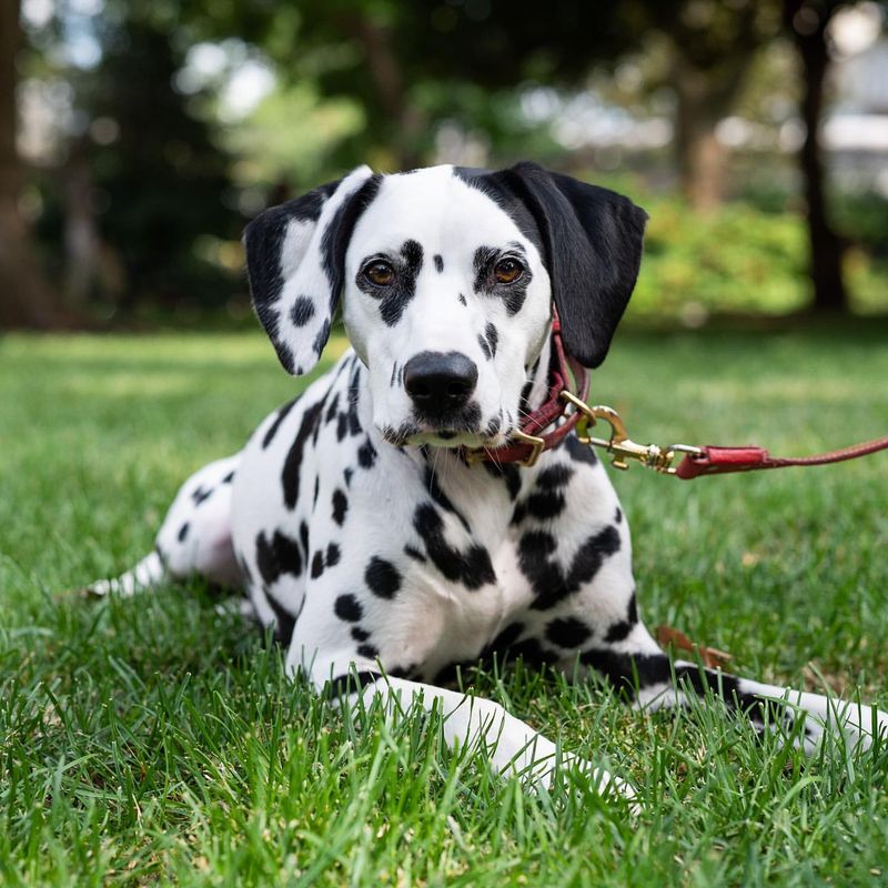 Dalmatian