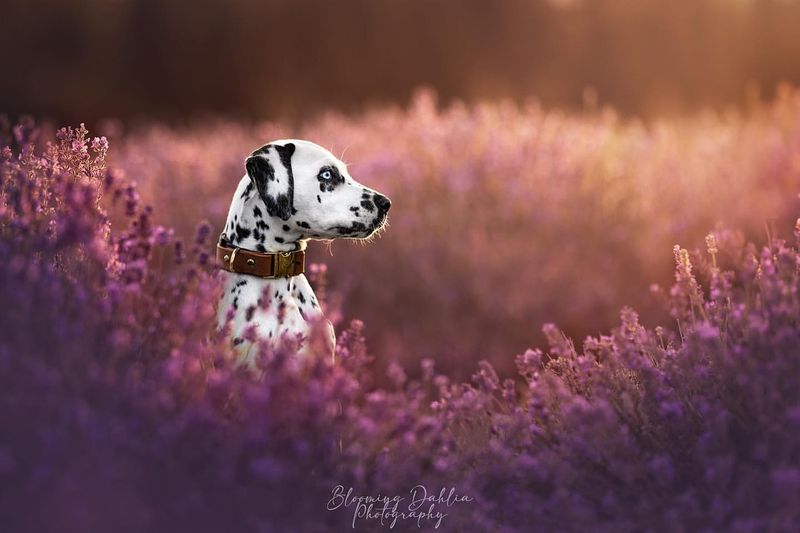 Dalmatian