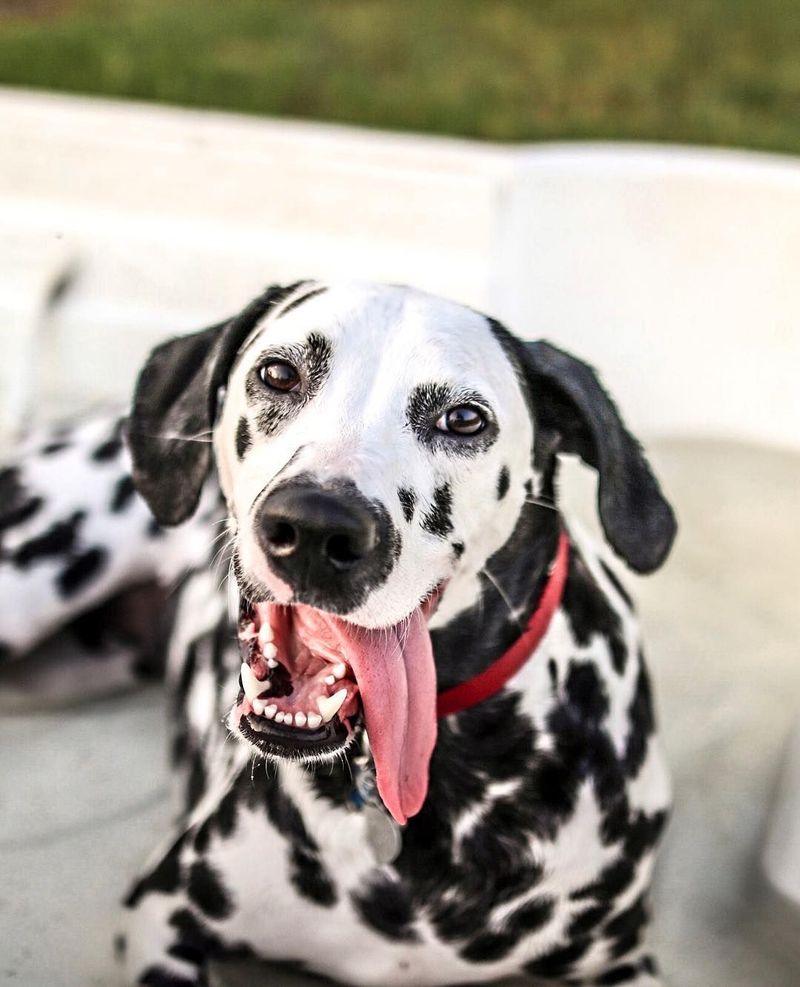 Dalmatian