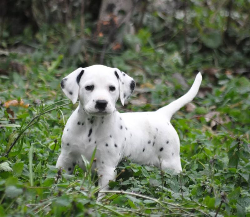 Dalmatian